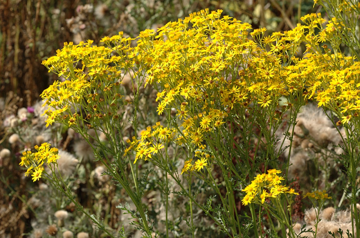 a photo of the weed ragworrt, which has large bright yellow flowers.